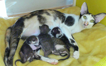 новорожденные котята c мамой