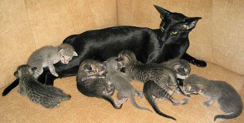 Мама кошка с котятами